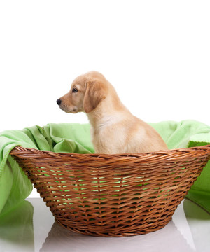 黃金獵犬小狗