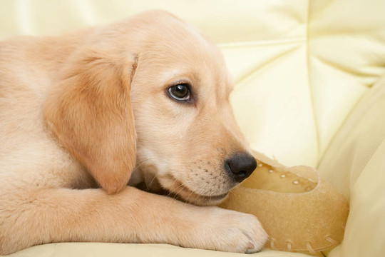 黃金獵犬小狗