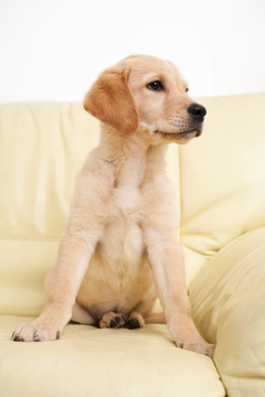 黃金獵犬小狗