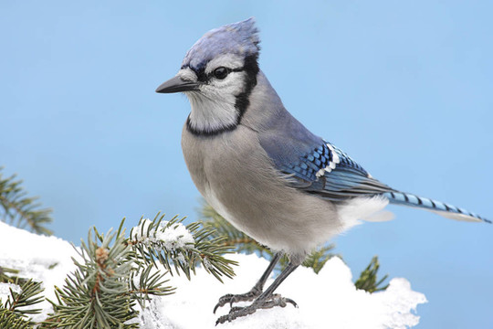 藍(lán)色Jay In Snow
