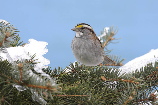 鳥在雪中