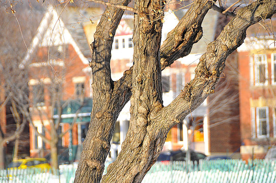 蒙特利爾市冬季