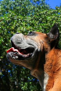 拳師犬爆頭