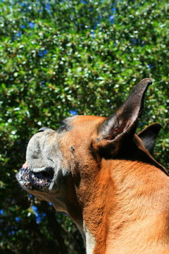 拳師犬爆頭