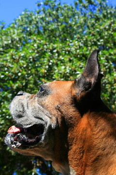 拳師犬爆頭
