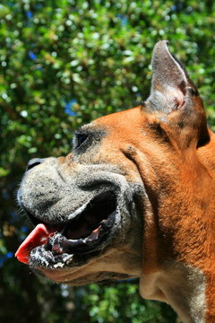 拳師犬爆頭