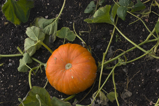 觀賞Gourd Pumpkin