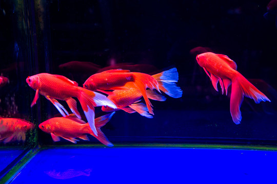 金魚