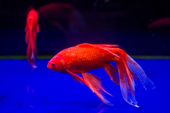 金魚(yú)