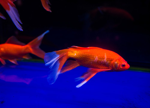 金魚