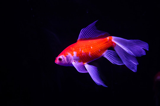 金魚