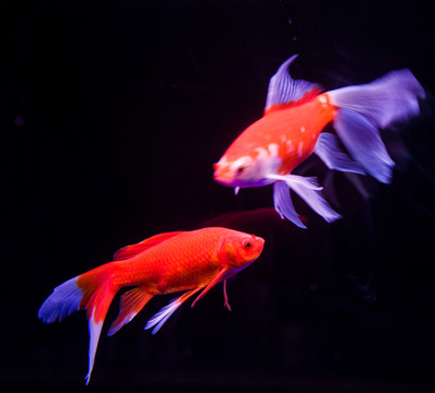 金魚