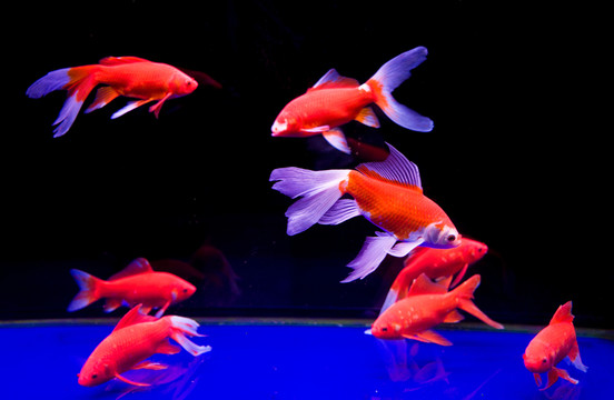 金魚