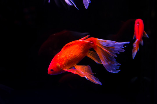 金魚(yú)