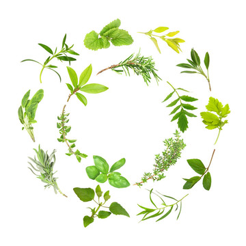 草本植物，葉圓