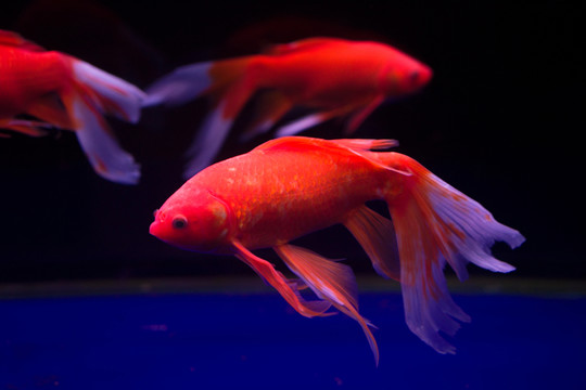 金魚