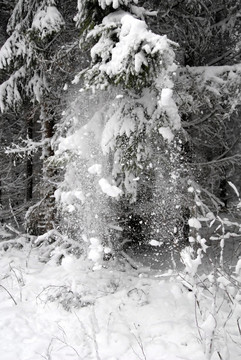 飄落的雪花