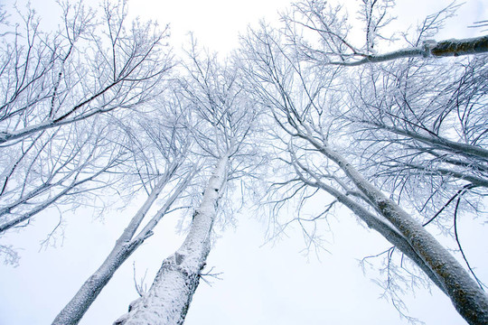 白雪覆蓋的樹木