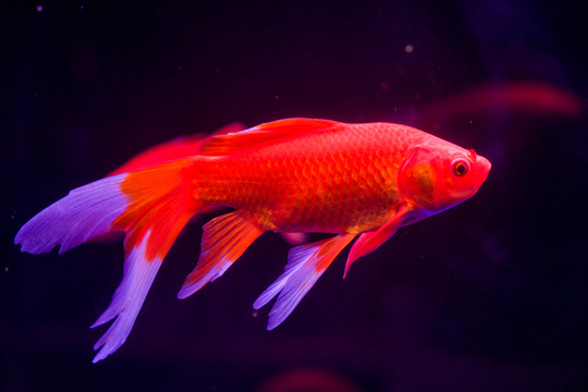 金魚(yú)
