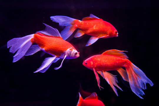 金魚(yú)