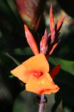 美人蕉花