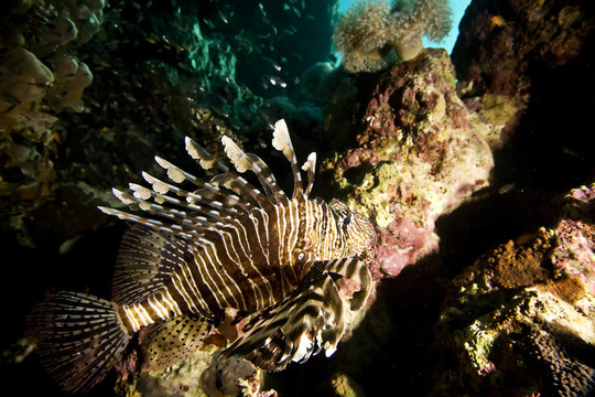 獅子魚