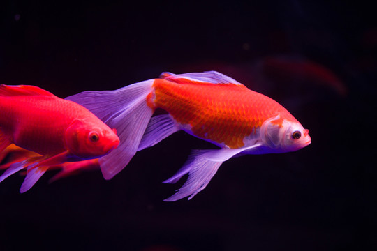 金魚