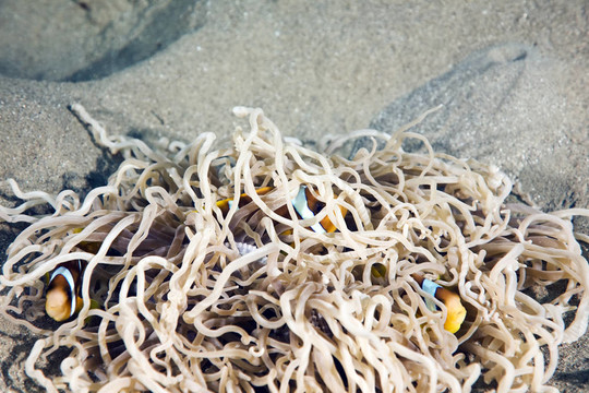 小丑魚