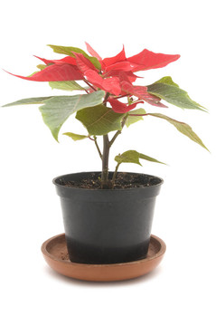 一品紅的花白色