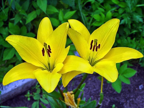 百合花