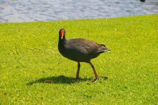 鳥人