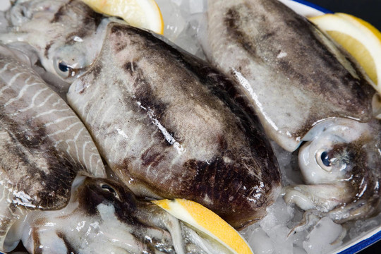 章魚