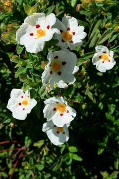 櫻草花