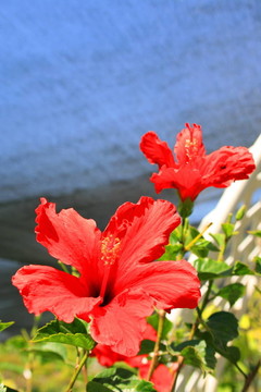 紅色的芙蓉花