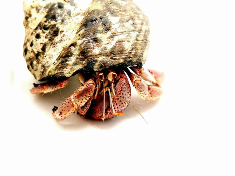 紫色的Pincher Hermit Crab