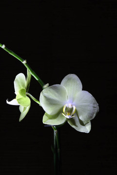 蘭花。
