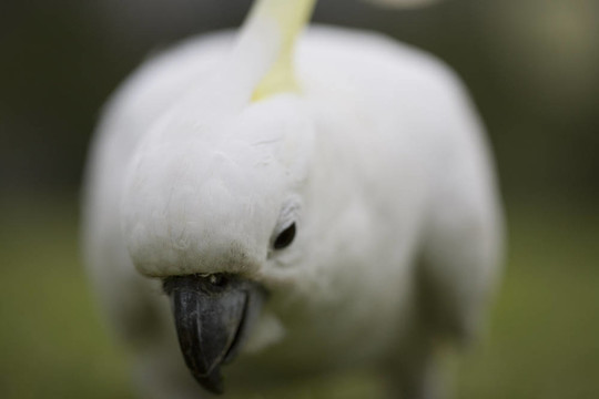 鳳頭鸚鵡