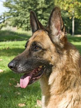 德國(guó)牧羊犬
