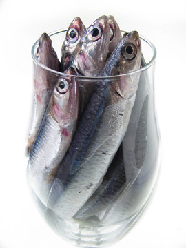 魚