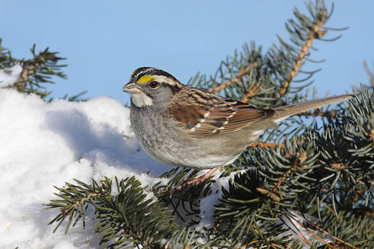 鳥在雪中