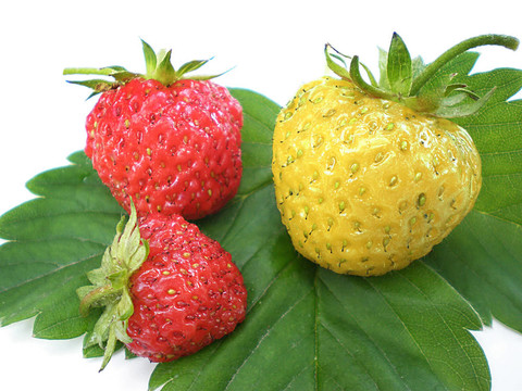 獨(dú)特的草莓