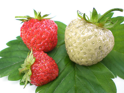 獨(dú)特的草莓