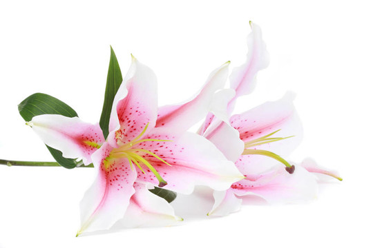 百合花