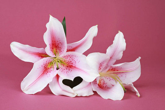 百合花