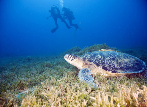 雄性绿海龟和潜水员
