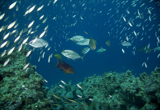 珊瑚和魚