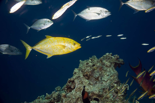 珊瑚和魚