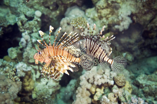 獅子魚(yú)