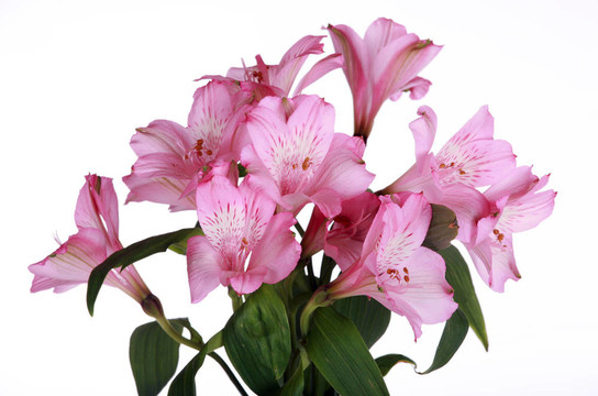 粉色的百合花