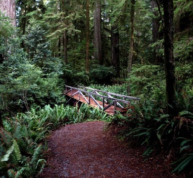 Forest的木橋